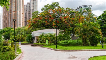 在公園茂盛的綠蔭中，鳳凰木花紅如火，特別耀眼。